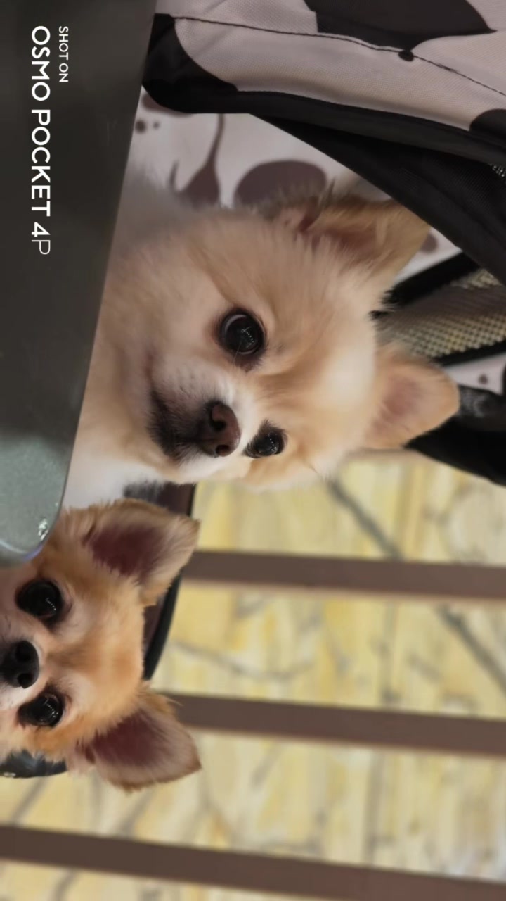小さいのに、本気すぎるカメラ📸🔥 DJI Osmo Pocket 4P 手軽に持ち出せて、 映像はしっかりキレイ。 Vl