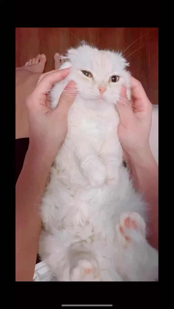 うちのねこは寝てばっかりです。名前は「ぽて太」極短足垂れ耳マンチカンです。#猫ダンス #うちの猫 #猫好きさんと繋がりた